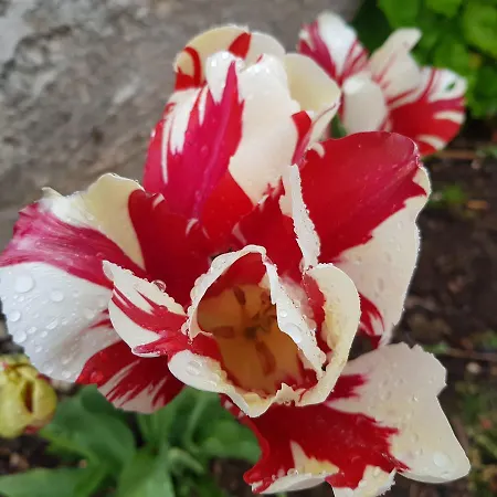 Casa Dos Tios ゲストハウス ファティマ