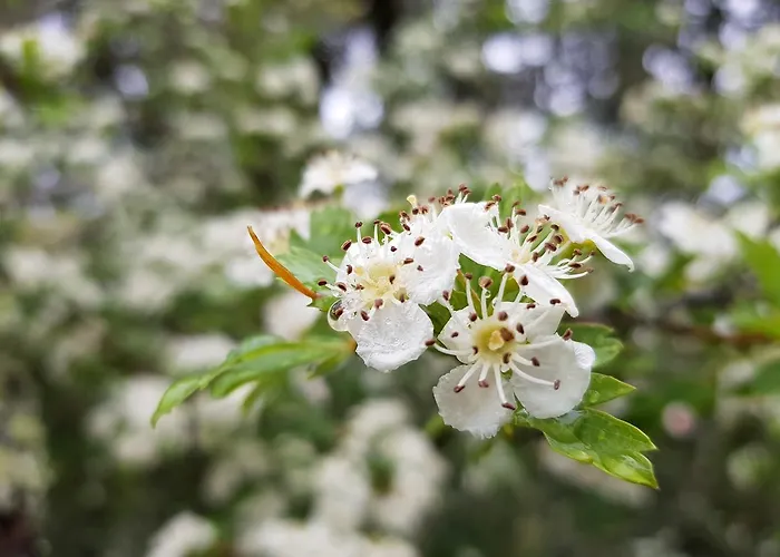 ゲストハウス Casa Dos Tios 4*